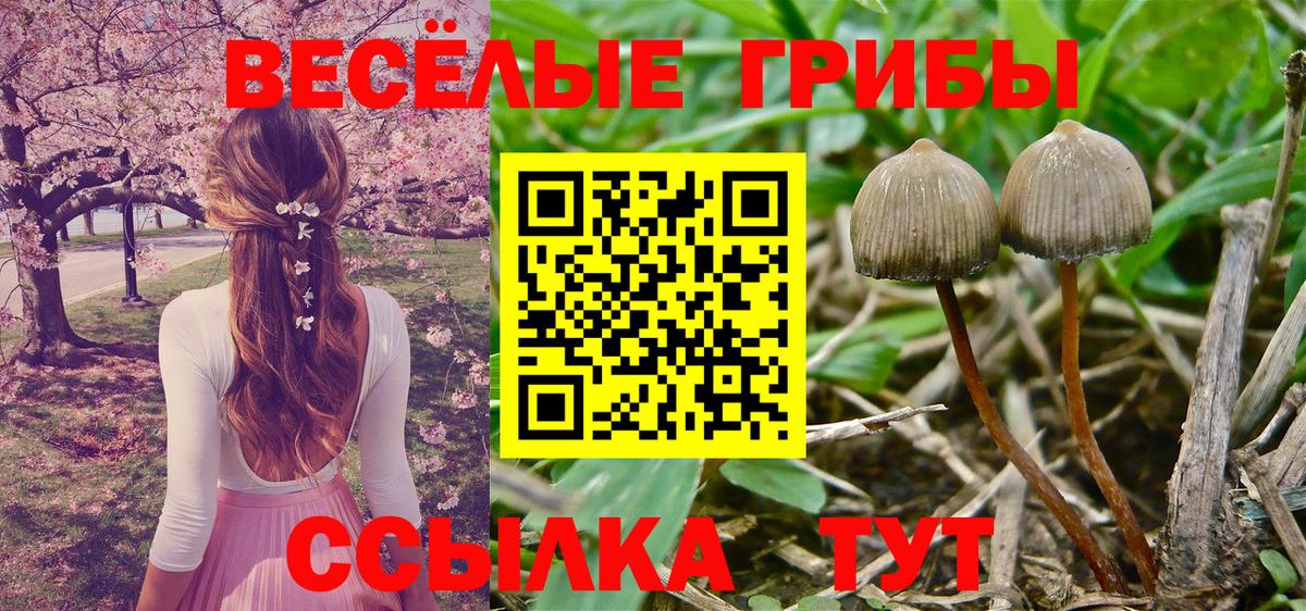Галлюциногенные грибы Cubensis Чистополь